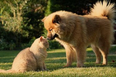 Katze und Hund schauen sich an