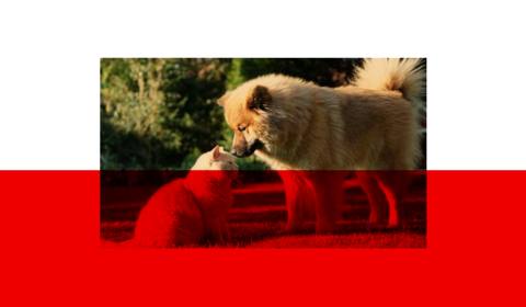 Katze und Hund schauen sich an