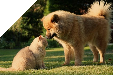 Katze und Hund schauen sich an